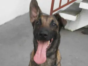 Cachorro raça SRD-ViraLata idade 2 anos nome Argos