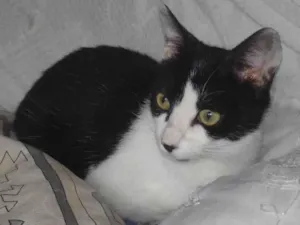 Gato raça SRD-ViraLata idade 2 a 6 meses nome REBEKA