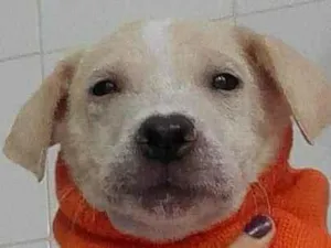 Cachorro raça Srd idade 2 a 6 meses nome Romeu
