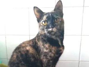 Gato raça srd escaminha rosét  idade 2 anos nome LUÍSA