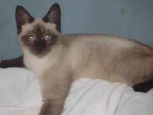 Gato raça SRD-ViraLata idade 2 a 6 meses nome TORRESMO