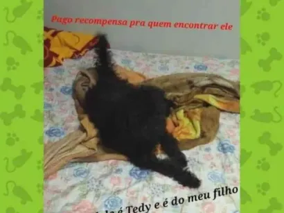 Cachorro raça Poodle idade 1 ano nome Tedy