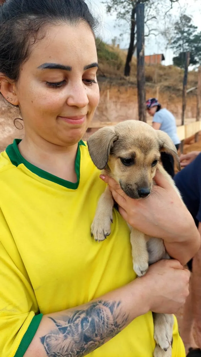 Cachorro ra a SRD-ViraLata idade 2 a 6 meses nome Joe