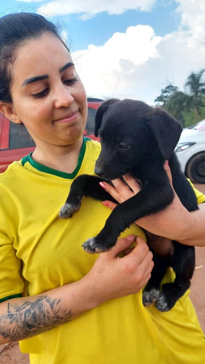 Cachorro ra a SRD-ViraLata idade 2 a 6 meses nome Joe