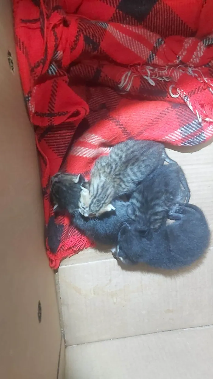Gato ra a SRD-ViraLata idade Abaixo de 2 meses nome Amor