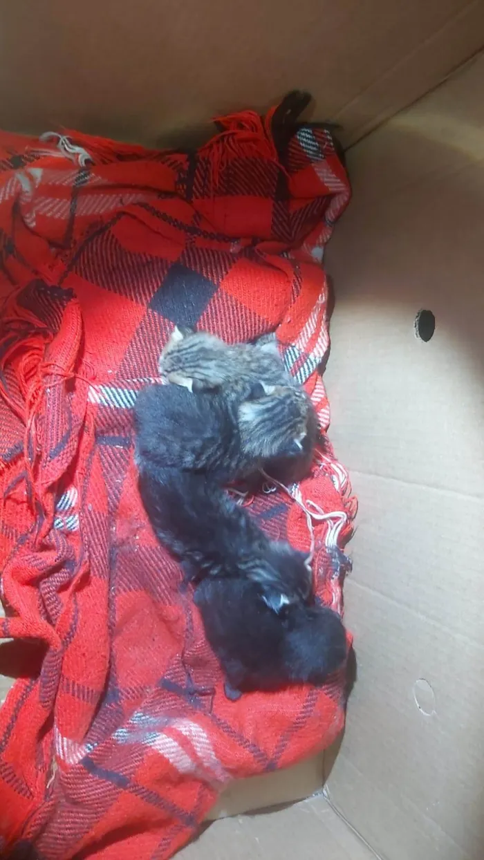 Gato ra a SRD-ViraLata idade Abaixo de 2 meses nome Amor