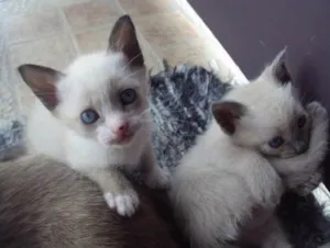 Gato raça Siamês idade Abaixo de 2 meses nome PITBULL