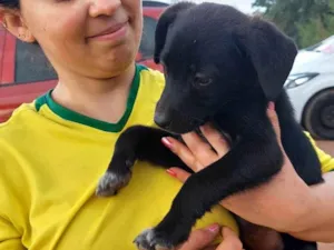 Cachorro raça SRD-ViraLata idade 2 a 6 meses nome Joe
