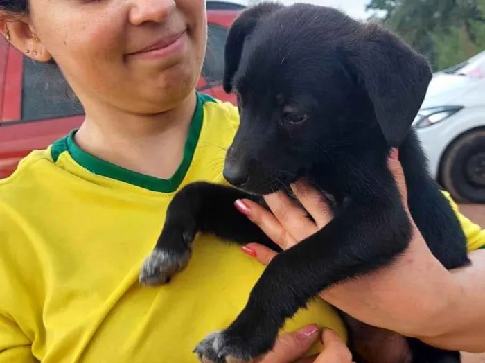 Cachorro ra a SRD-ViraLata idade 2 a 6 meses nome Joe