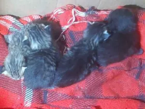 Gato raça SRD-ViraLata idade Abaixo de 2 meses nome Amor