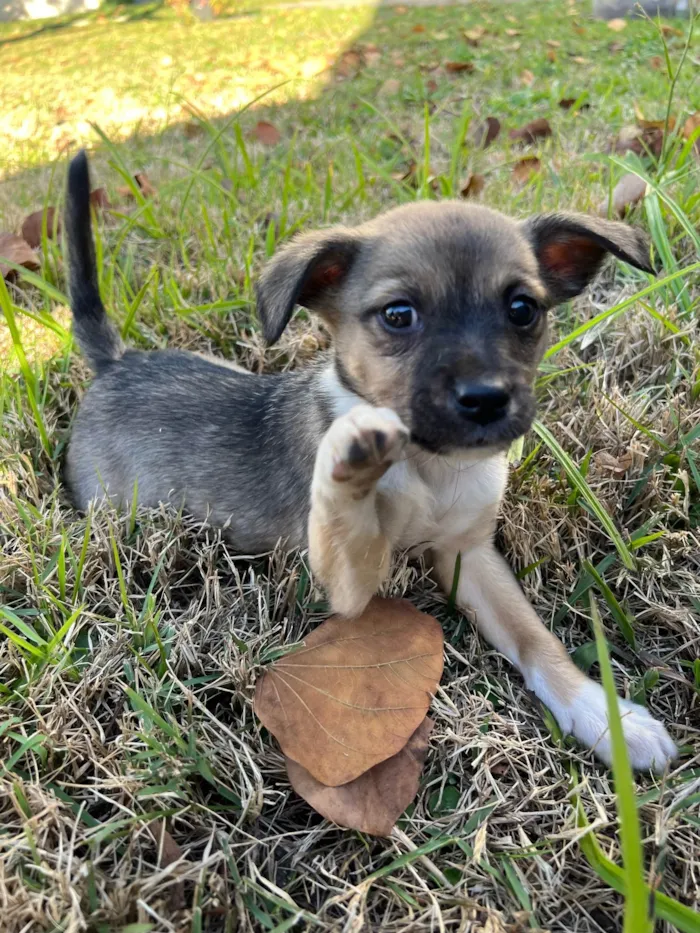 Cachorro ra a SRD-ViraLata idade 2 a 6 meses nome A definir pelo futuro dono