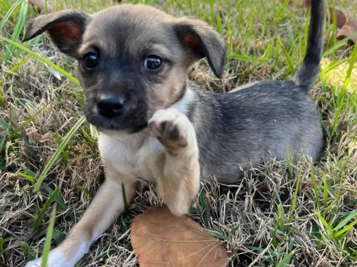 Cachorro ra a SRD-ViraLata idade 2 a 6 meses nome A definir pelo futuro dono