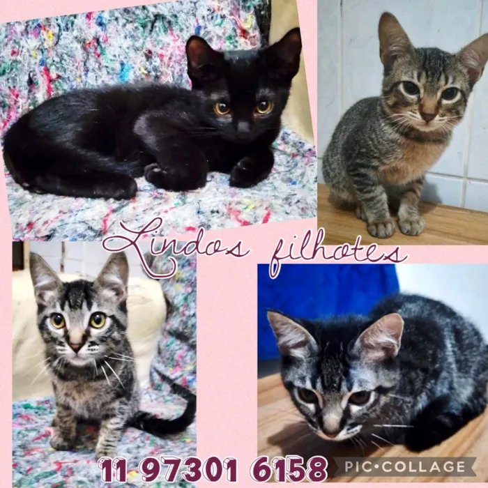 Gato raça Srd idade 2 a 6 meses nome Tigrados filhotes 