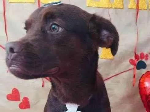 Cachorro ra a SRD-ViraLata idade 7 a 11 meses nome Tobias