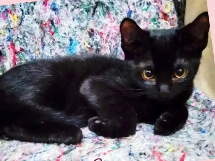 Gato raça Srd idade 2 a 6 meses nome Tigrados filhotes 