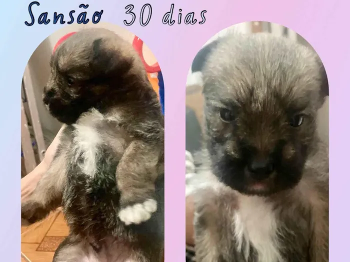 Cachorro raça Srd idade Abaixo de 2 meses nome Sansão 