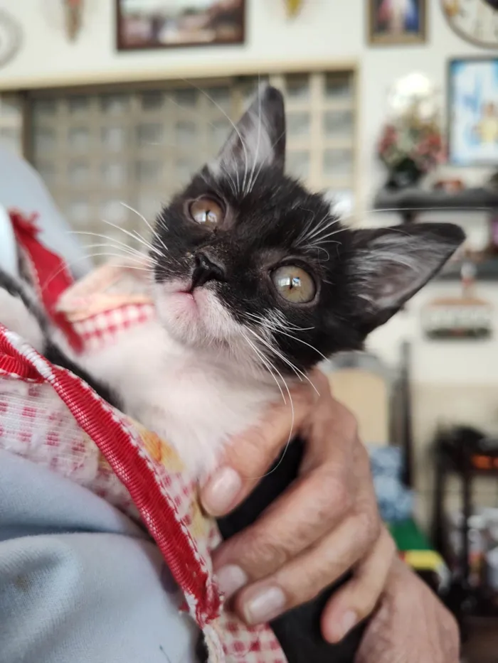 Gato ra a SRD-ViraLata idade 2 a 6 meses nome Mimosa