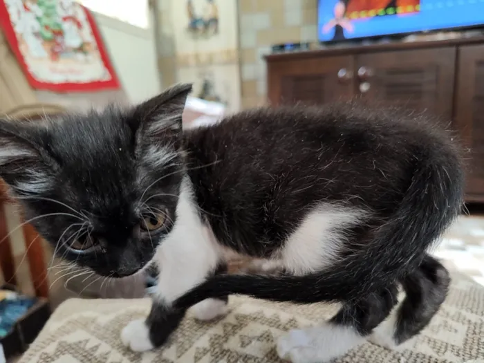 Gato ra a SRD-ViraLata idade 2 a 6 meses nome Mimosa