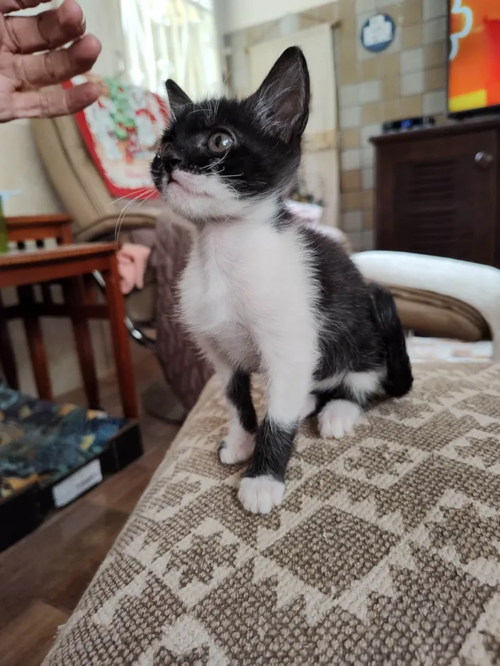 Gato ra a SRD-ViraLata idade 2 a 6 meses nome Mimosa