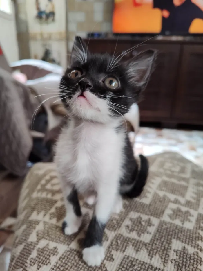 Gato ra a SRD-ViraLata idade 2 a 6 meses nome Mimosa