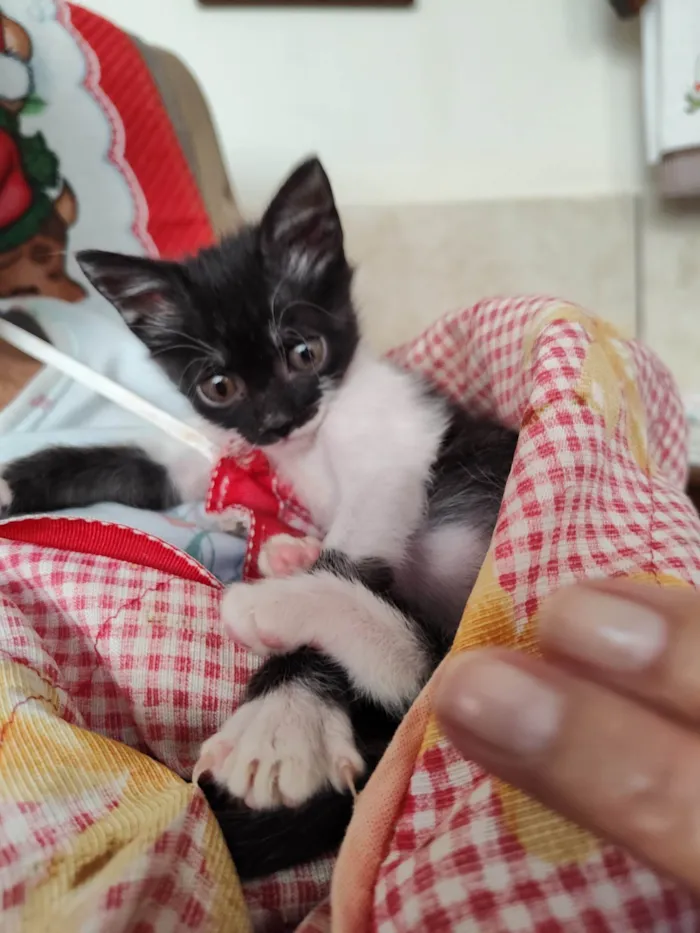 Gato ra a SRD-ViraLata idade 2 a 6 meses nome Mimosa