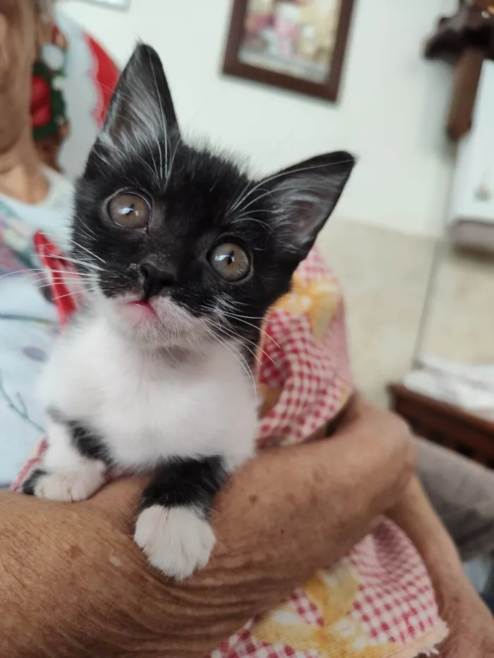 Gato ra a SRD-ViraLata idade 2 a 6 meses nome Mimosa