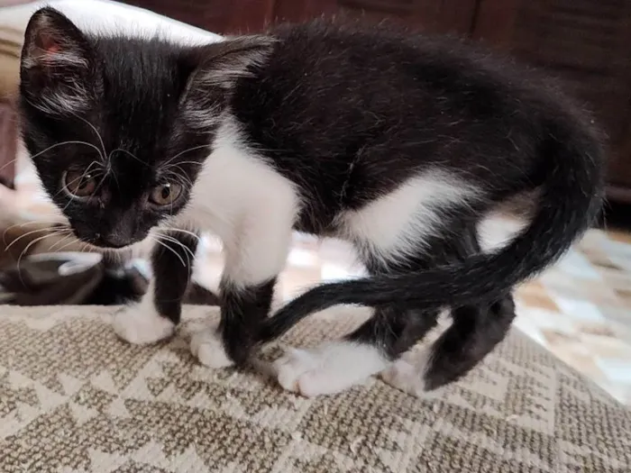 Gato ra a SRD-ViraLata idade 2 a 6 meses nome Mimosa