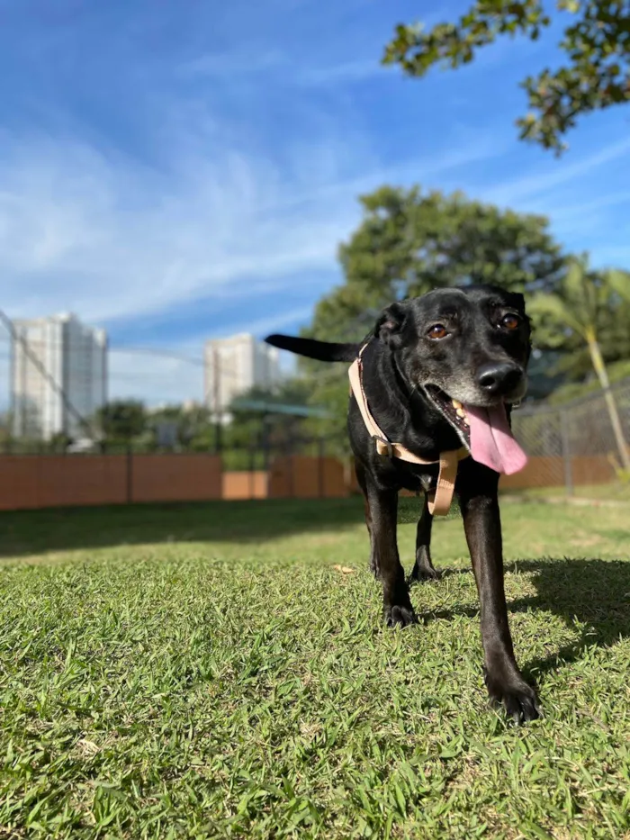 Cachorro ra a SRD-ViraLata idade 6 ou mais anos nome Cléo 