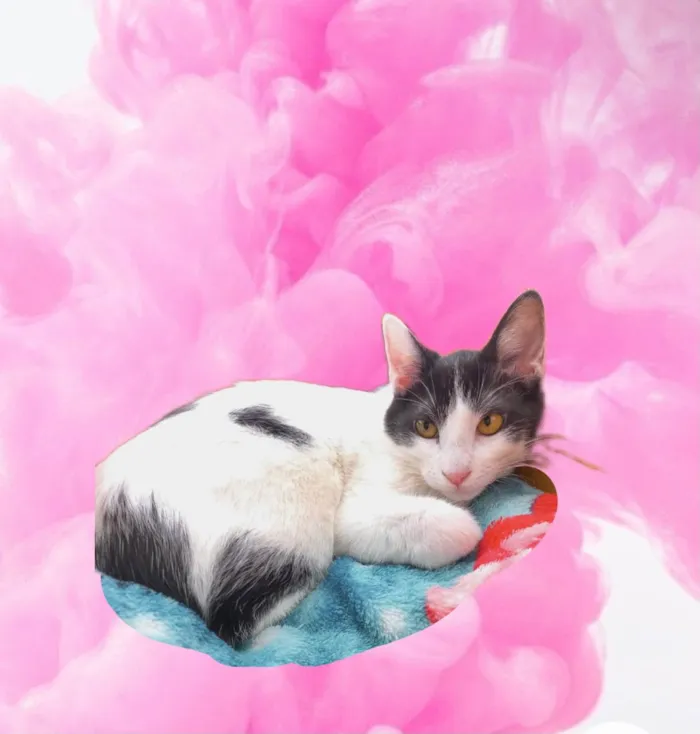 Gato raça SRD-ViraLata idade 2 a 6 meses nome Deby bb5meses 