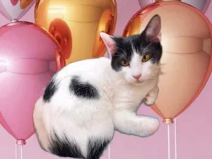Gato raça SRD-ViraLata idade 2 a 6 meses nome Deby bb5meses 