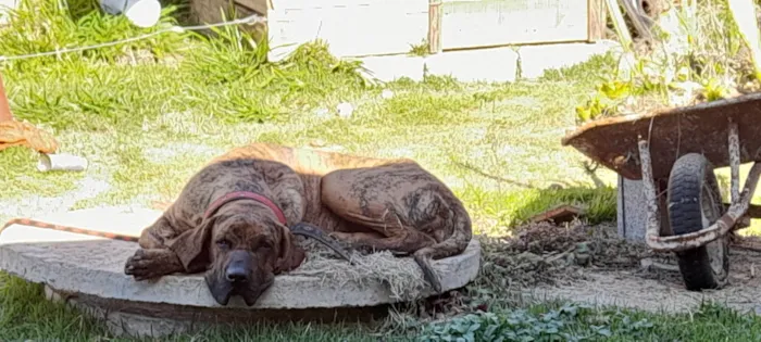 Cachorro ra a Fila brasileiro idade 2 a 6 meses nome Mel