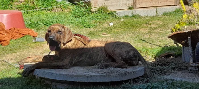 Cachorro ra a Fila brasileiro idade 2 a 6 meses nome Mel