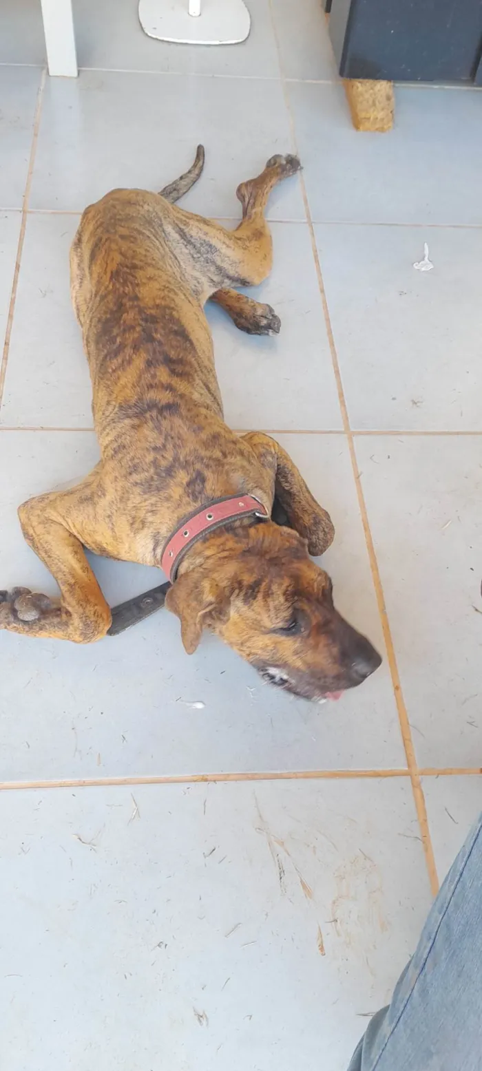 Cachorro ra a Fila brasileiro idade 2 a 6 meses nome Mel