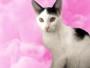 Gato raça SRD-ViraLata idade 2 a 6 meses nome Pepe bb5meses 