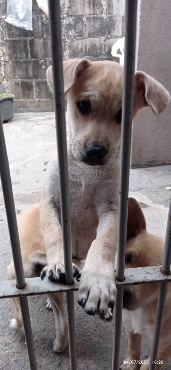 Cachorro raça SRD idade 2 a 6 meses nome Lana