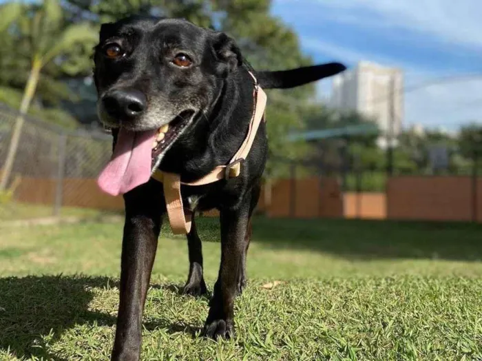 Cachorro ra a SRD-ViraLata idade 6 ou mais anos nome Cléo 