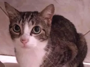 Gato raça SRD-ViraLata idade 2 anos nome MANINHO