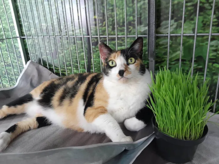 Gato raça SRD-ViraLata idade 2 anos nome Safira