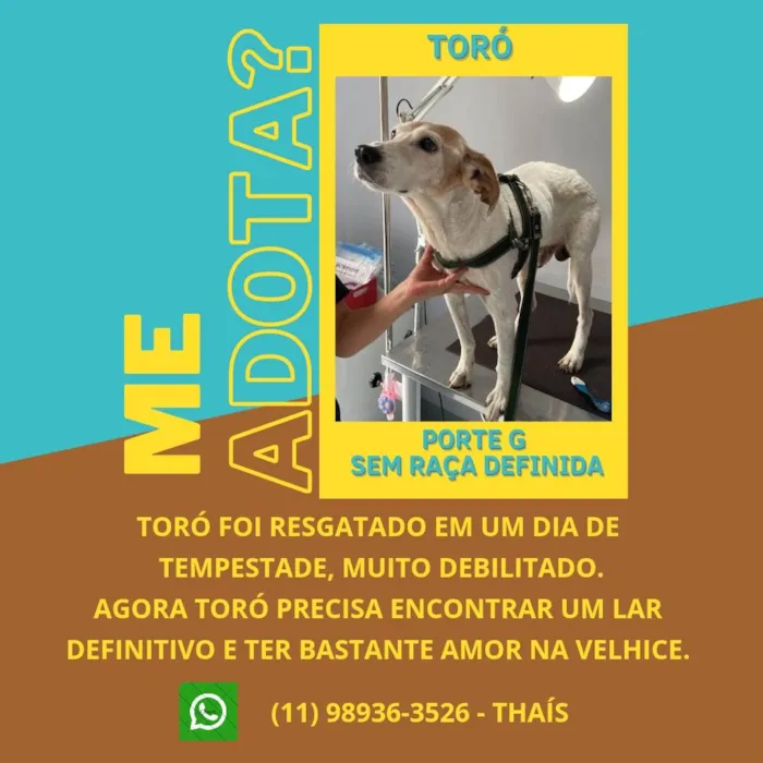 Cachorro ra a SRD-ViraLata idade 6 ou mais anos nome Toró