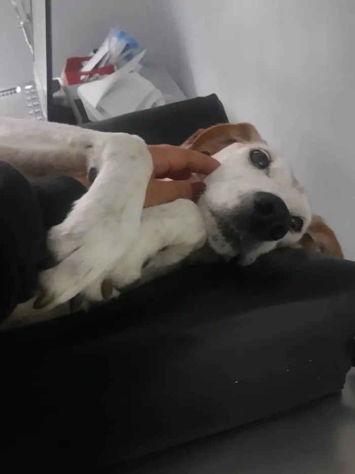 Cachorro ra a SRD-ViraLata idade 6 ou mais anos nome Toró