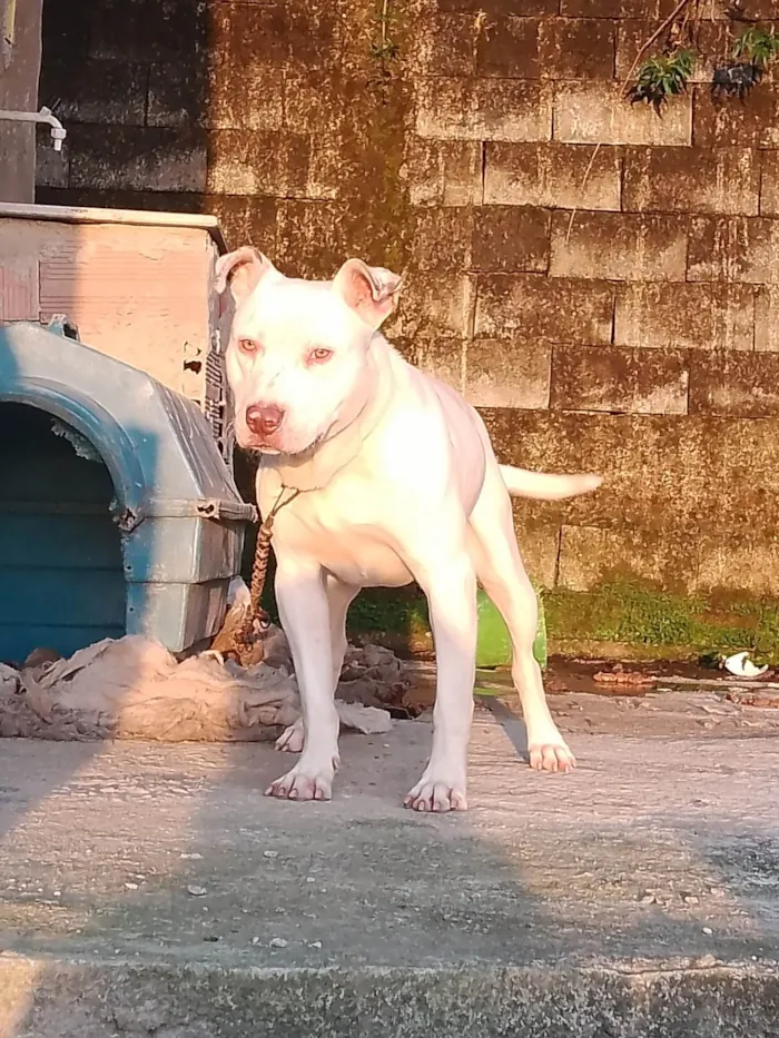 Cachorro ra a Pit-bull idade 1 ano nome Magnum 