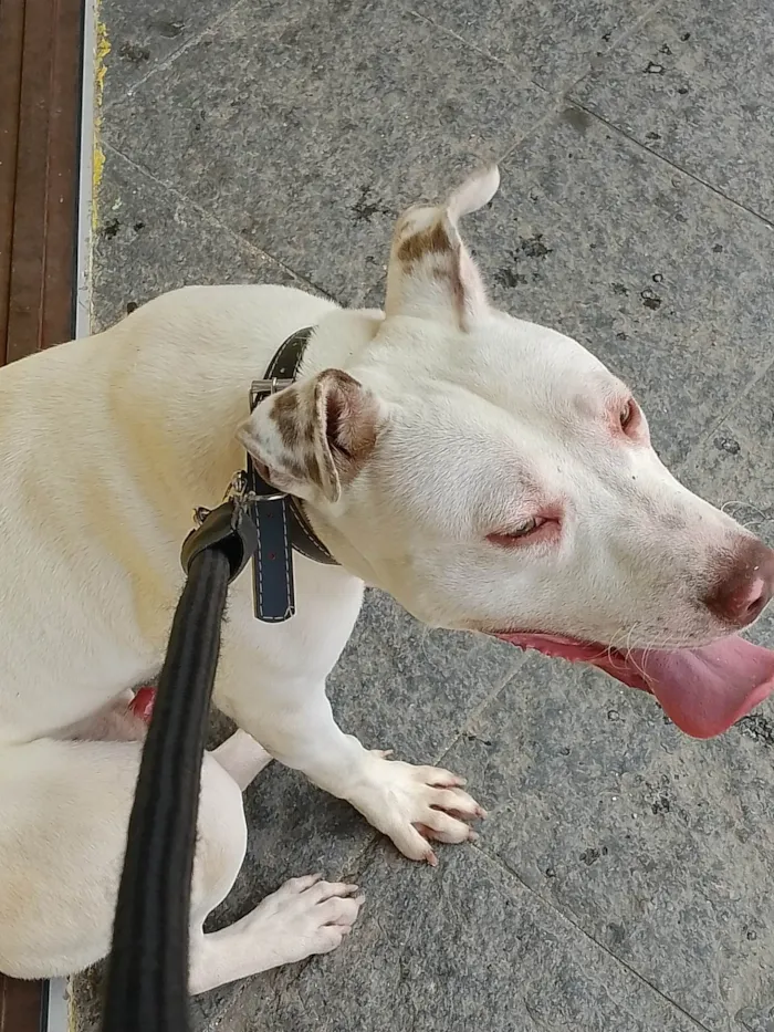 Cachorro ra a Pit-bull idade 1 ano nome Magnum 