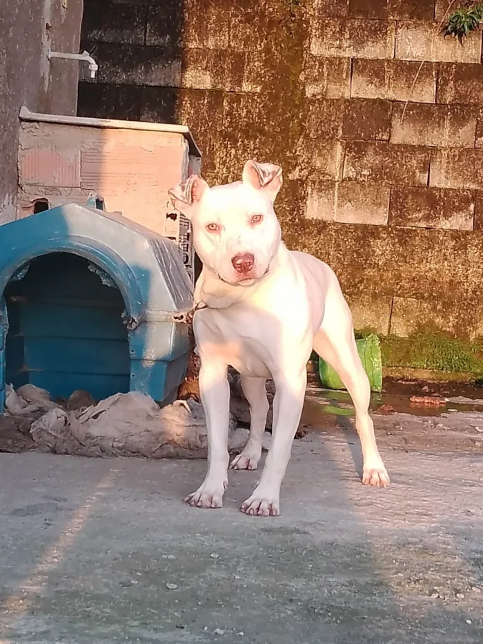 Cachorro ra a Pit-bull idade 1 ano nome Magnum 