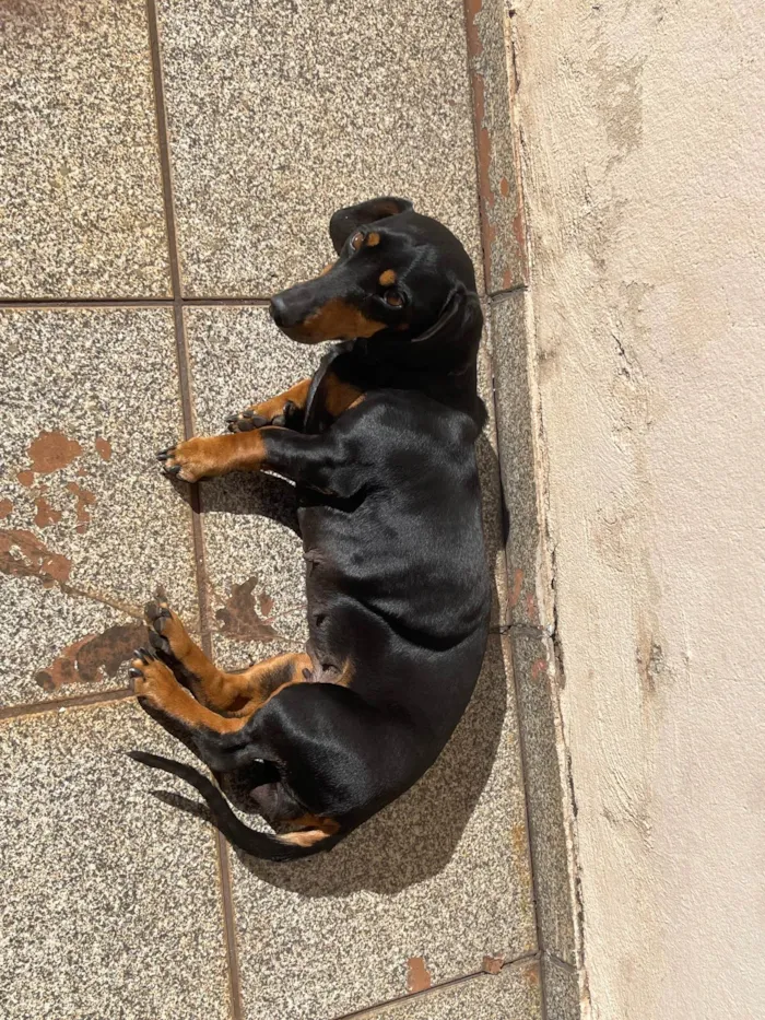 Cachorro ra a Bassê  idade 5 anos nome Minnie