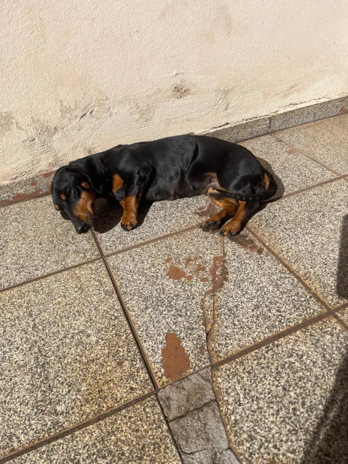 Cachorro ra a Bassê  idade 5 anos nome Minnie
