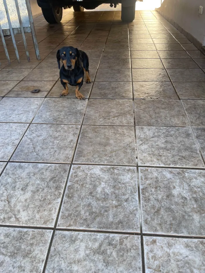 Cachorro ra a Bassê  idade 5 anos nome Minnie