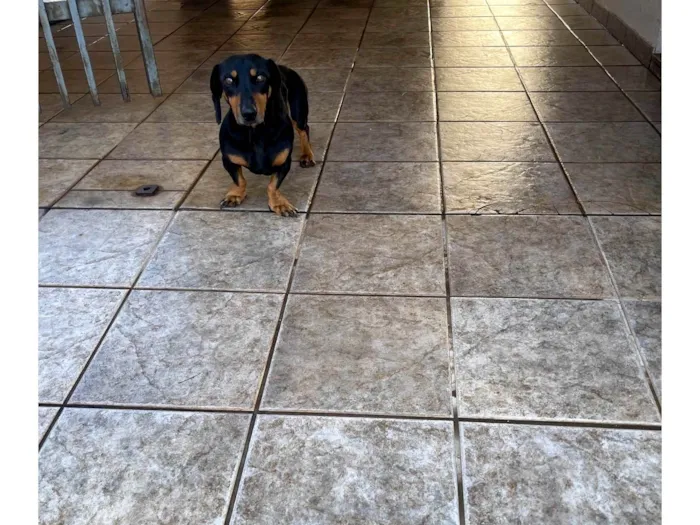 Cachorro ra a Bassê  idade 5 anos nome Minnie