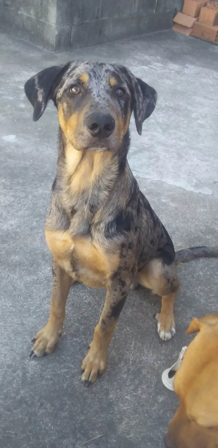 Cachorro ra a Boiadeiro australiano misturado idade 7 a 11 meses nome SPAIKE 