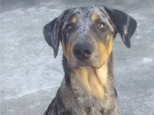 Cachorro raça Boiadeiro australiano misturado idade 7 a 11 meses nome SPAIKE 