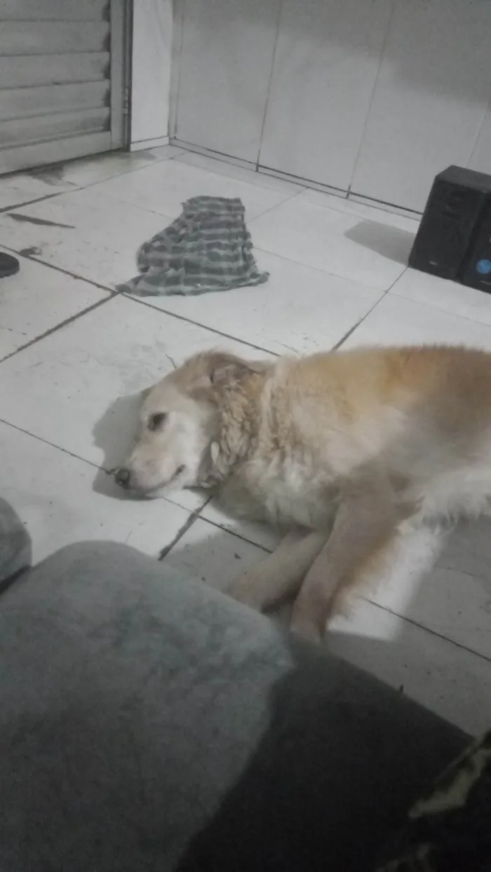 Cachorro ra a SRD-ViraLata idade 6 ou mais anos nome Thor